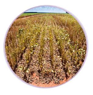 Leaf protection: SOLATENOL a potential future blockbuster Rust can devastate the crop (Brazil,