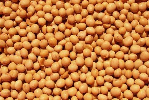 Soybean: most efficient protein
