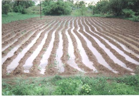 soil, water, aberrant weather condition, erosion resistant system vi) Product quality improvement : 9 Marketing strategy Access to market : Private market (through private, co-operative, contract