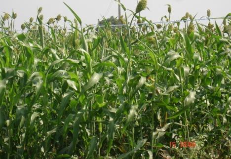 11 Any other relevant information : Success Story 2 In-situ moisture conservation (ridges and furrows) for rabi sorghum 1 Name of the farmer : Shri.