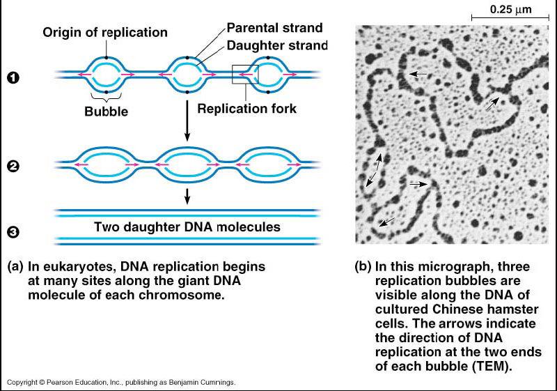 Copying DNA Replication of DNA o Base pairing allows each strand to serve as a pattern for a new strand.