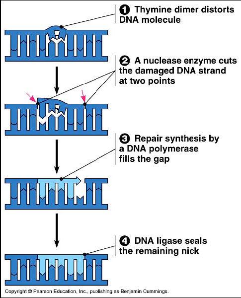 Replication Enzymes DNA polymerases DNA polymerase I o 20 bases/second o Editing, repair & primer removal DNA polymerase III o 1000 bases/second o