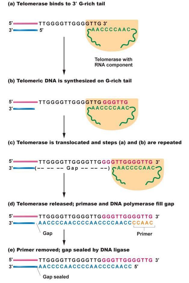 Telomerase A ribonucleoprotein Contains RNA (-AACCCCAAC-) Recognizes telomeric sequence and adds repeats RNA