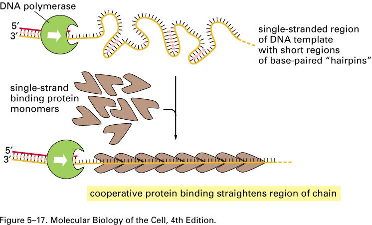 SSB: Single Strand DNA-binding Proteins,