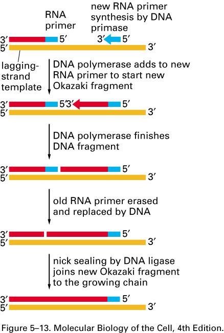 RNAseH: A special DNA repair enzyme that recognizes an RNA