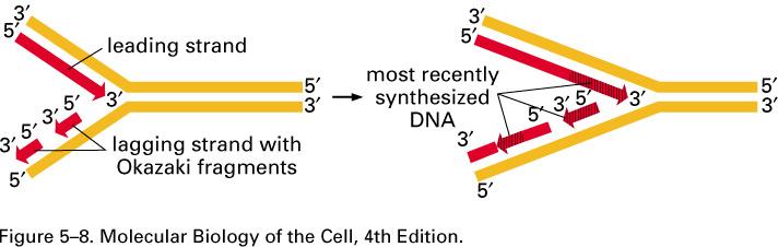 DNA replication Fork The polarity of DNA synthesis creates an asymmetry