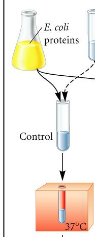 In vitro complementation: A technique used to identify the mutants in DNA Replication (dna mutants) Make extract from dna mutant grown at restrictive