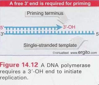 Priming of DNA replication