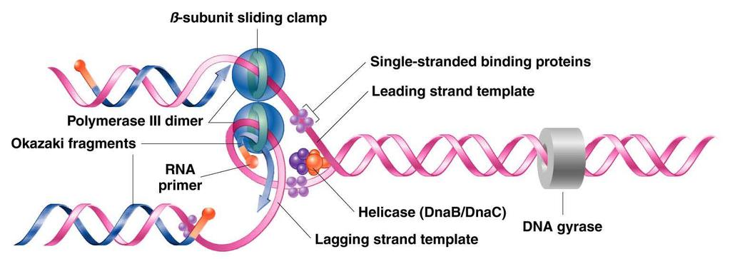 11.4 A Summary of DNA Replication in Prokaryotes DNA synthesis at a single replication fork