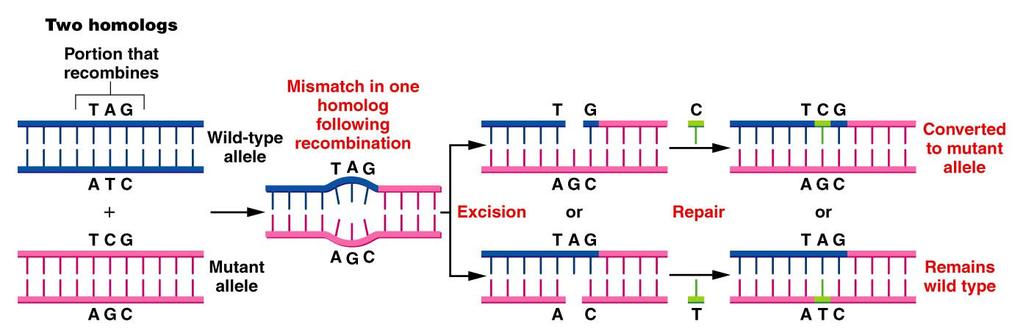 Gene Conversion Is a Consequence of DNA Recombination.