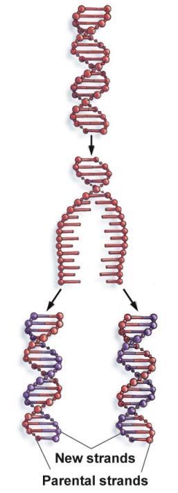 DNA Two strands coiled called a double helix Sides made of a pentose sugar Deoxyribose bonded to phosphate