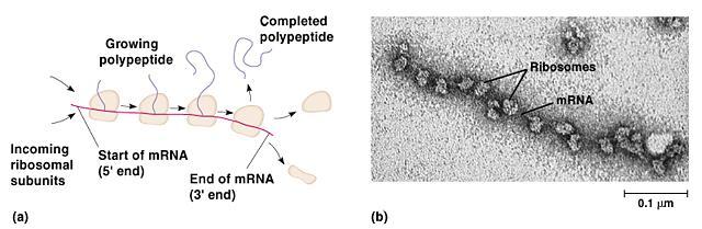 simultaneously transcribe a mrna strand Polyribosomes