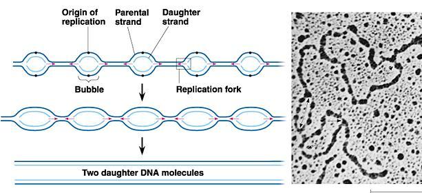 11/30/2006 DNA 5 Origins of Replication Specific DNA sequence recognized by initiation proteins 1 origin in bacterial chromosome (single circular DNA strand) Multiple origins in eukaryotic