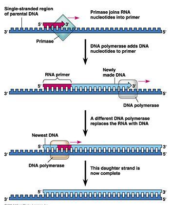 Priming Since DNA cannot initiate but only add to 3 end of
