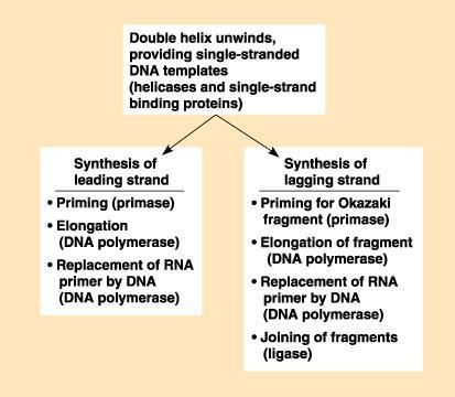 synthesized by primase Primer eventually replaced by DNA