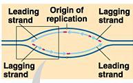 DNA Replication: Summary 11/30/2006 DNA 11 Proofreading and DNA Repair