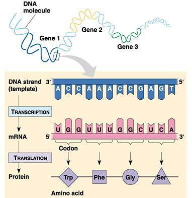 Triplet Code 11/30/2006 DNA 15 Stages of Transcription Initiation RNA polymerase binds to promoter AFTER binding of transcription