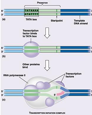 direction DNA strands reform (close) in wake of RNA elongation Termination Terminator section transcribed nucleotide sequence that