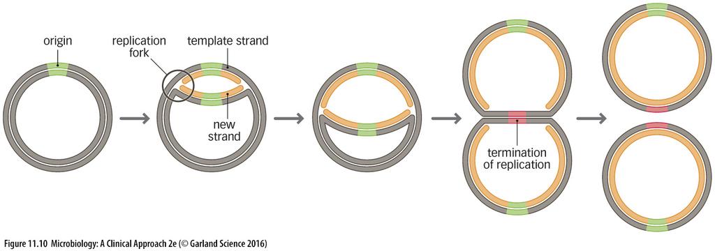 INITIATION AND TERMINATION OF REPLICATION Initiation begins at a specific site on the chromosome The origin of replication Termination occurs when the entire chromosome has been copied Replicated