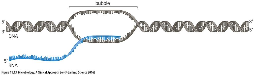 TRANSCRIPTION Transcription has three steps: Initiation RNA polymerase binds to a DNA sequence called the promoter: This produces a bubble in the DNA Elongation RNA polymerase unwinds strands of DNA