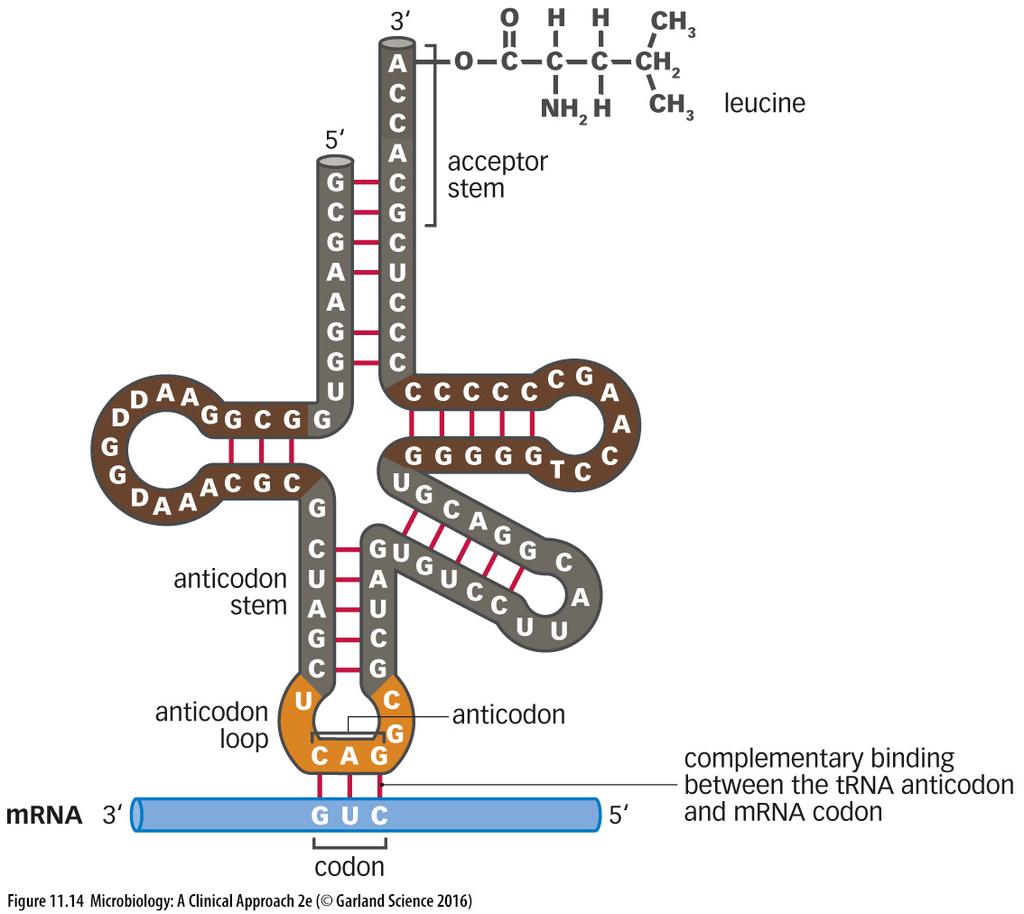 TRANSFER RNA (trna) IN TRANSLATION Each trna attaches to a specific amino acid at the acceptor arm It brings amino acids to the ribosome It binds to the ribosome at the anti-codon region using