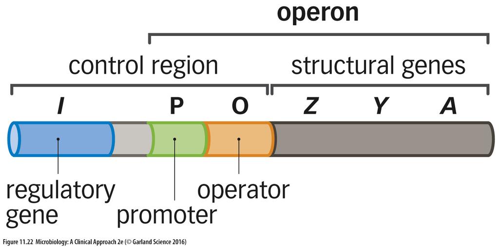 INDUCTION Induction turns on genes that are off (repressed) The best example is the lac operon: An operon is a set of genes that are co-regulated There are many operons in the chromosome lac