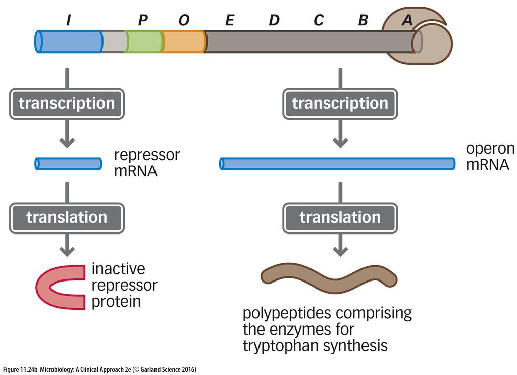 binds the repressor and changes its shape so it can bind DNA and prevent gene