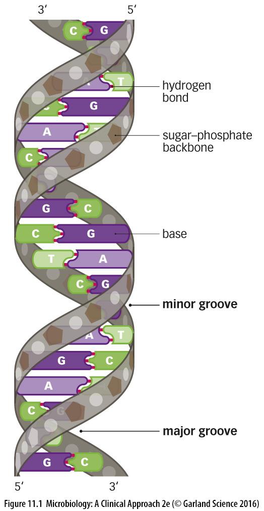 DNA STRUCTURE The two strands are complementary and wind around each