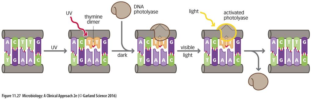 the dimer in the dark When the DNA is then exposed to light, the photolyase