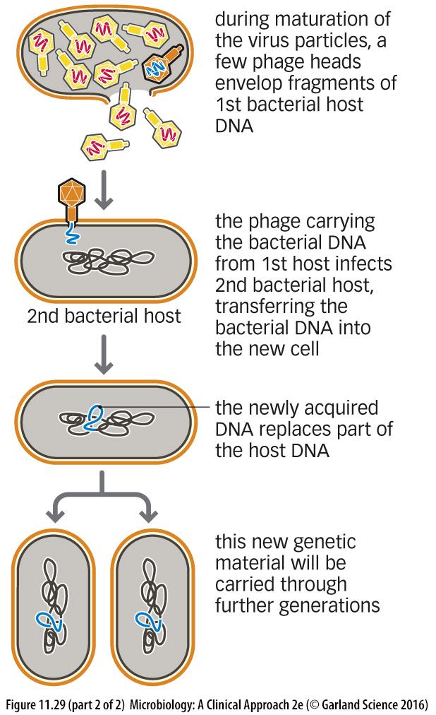 DNA excises itself from the host chromosome Part of the host DNA is