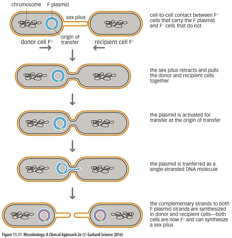 CONJUGATION There are several steps in conjugation: The other moves across the plasmid