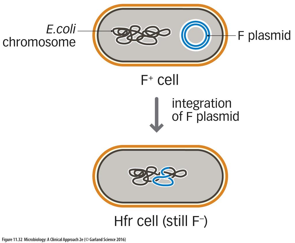 CONJUGATION Conjugation can have several outcomes for the recipient cell: The plasmid can