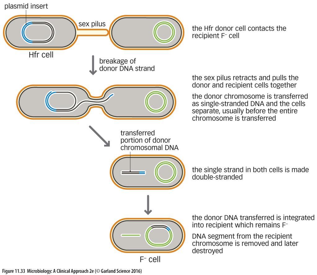 When this happens, the recipient cell is then referred to as Hfr DNA from Hfr can be moved