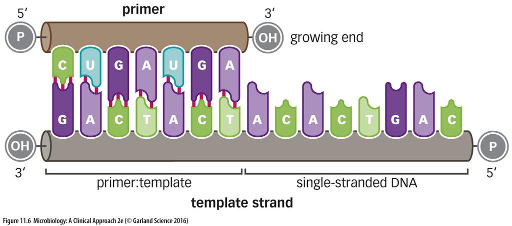 DNA REPLICATION: Requirements There are two requirements for replication: An ample supply of each of the four nucleotides A primer:template junction Each single strand of DNA is a template A portion