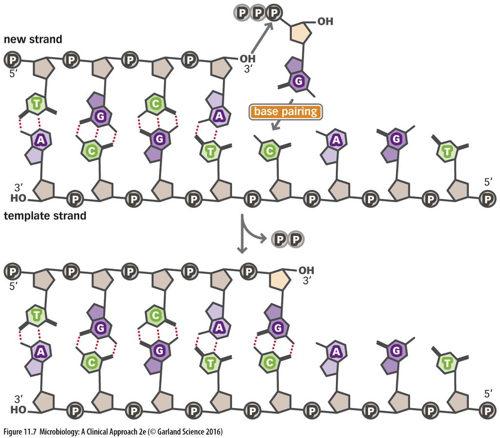 DNA REPLICATION: Direction Elongation of the bases is from the 3 end This is required for chemical stability The binding of a new base uses energy released from pyrophosphate DNA