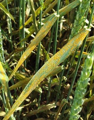 Stripe Rust (aka Yellow Rust) Puccinia striiformis Breeding objective only since 2001 Cool night-time High Plains temperatures favor stripe rust more than other rusts