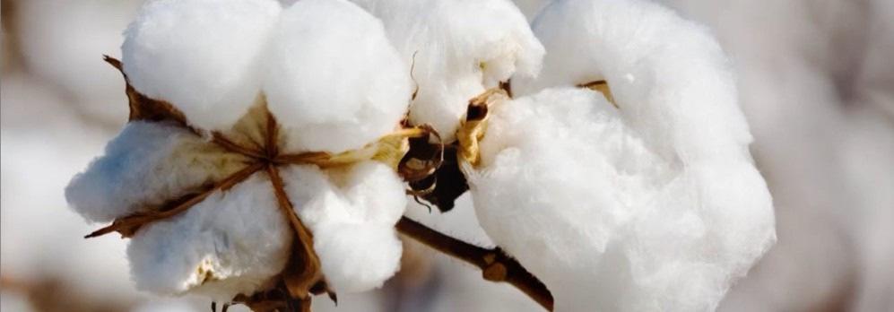 COTTON Expected increase in cotton acreage for 2018-19 due to MSP hike and high price realisation Slow progress of sowing due to rainfall deficit in Saurashtra and likely longer lean season Higher