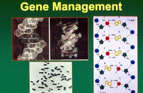 Genome mapping: Sequences becoming available for peas,chickpea, lentil, pigeon pea and model legume