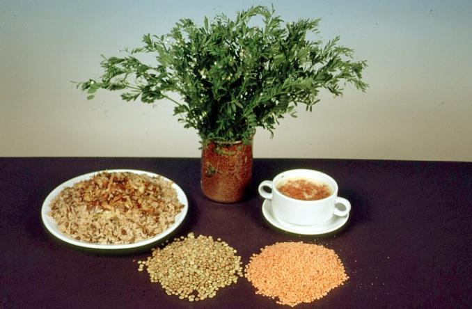 Multiple uses of pulse crops in different production systems and