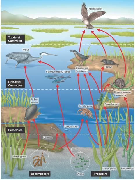 Feeding Relationships This food web shows some of the
