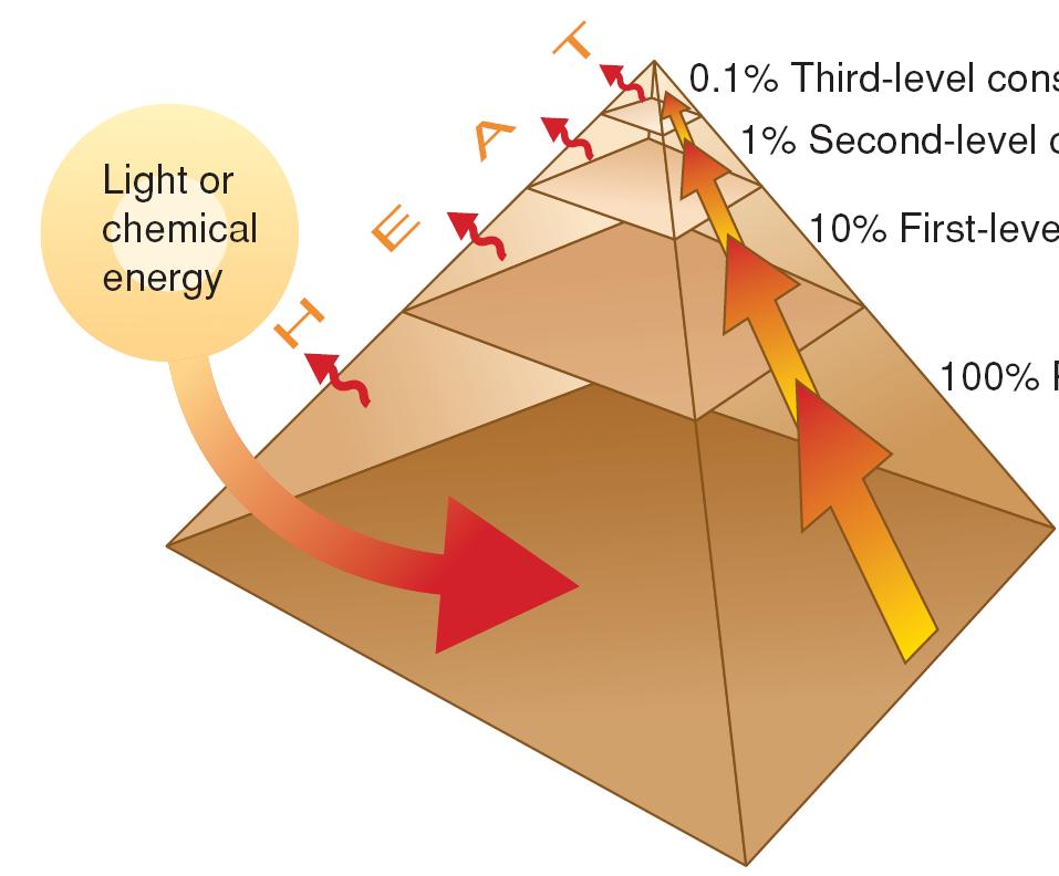 Ecological Pyramids Energy Pyramid: Shows the relative amount of energy available at each trophic level.