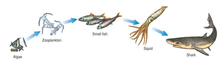 Feeding Relationships marine food chains