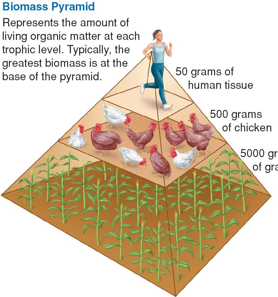 Ecological Pyramids Biomass Pyramid: The total amount of living tissue.
