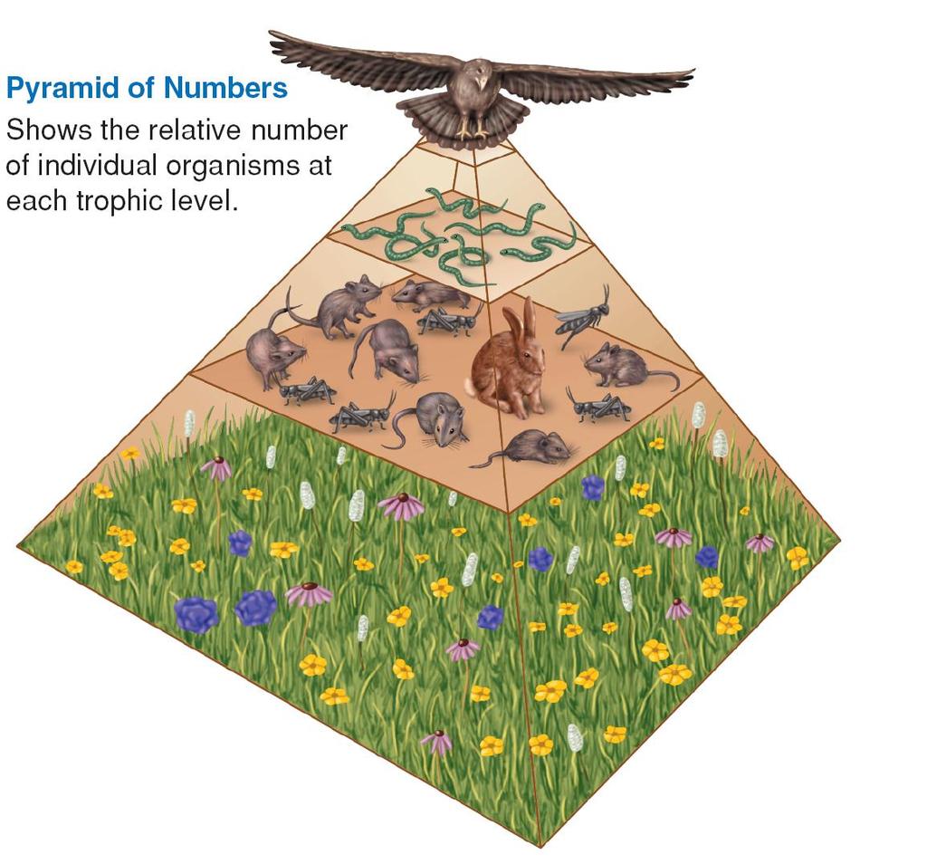 Ecological Pyramids Pyramid of Numbers: relative number