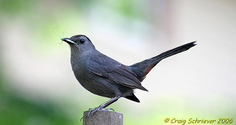 Terrestrial habitat objectives Several breeding bird species observed that are