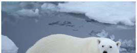 sensitive Melting glaciers Warmer surface waters Polar Ice Melting Arctic