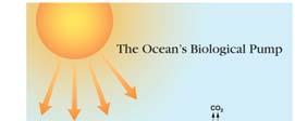 Reducing Greenhouse Gases Ocean s Role Ocean s biological pump