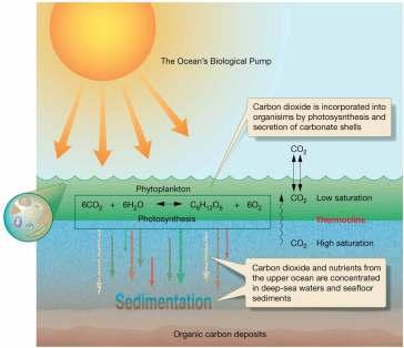 Reducing Greenhouse Gases Ocean s Role Ocean s biological