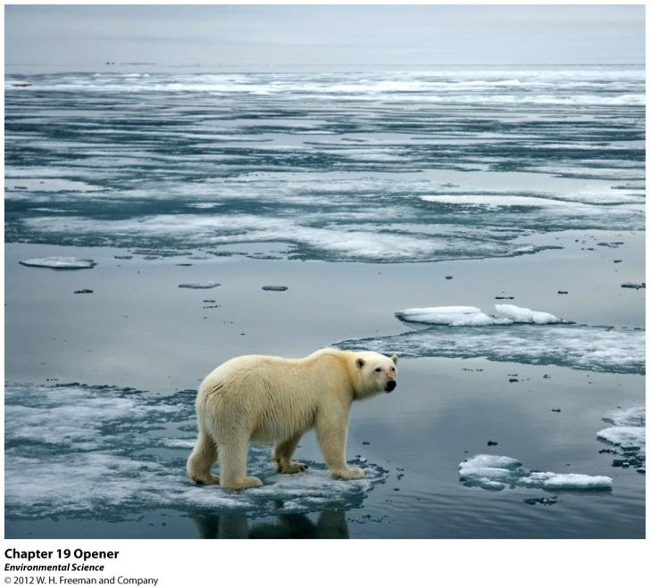 WALKING ON THIN ICE Polar bears play important role in North Pole ecosystem Food seals Important as food and fur for clothing source for indigenous people Problem temperatures in Arctic have risen