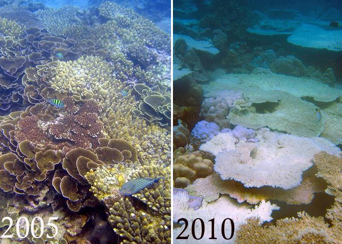 poles Potential harm if animals can t move to better climates Coral are especially sensitive